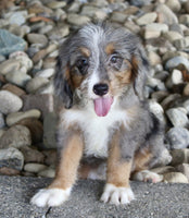 Mini Bernedoodle