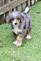 Mini Bernedoodle