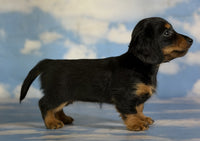 Mini Dachshund