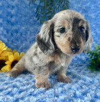 Mini Dachshund