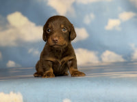 Mini Dachshund