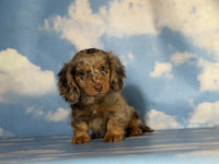 Mini Dachshund