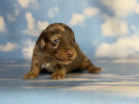 Mini Dachshund