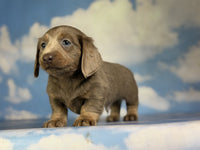  Mini Dachshund