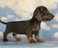 Mini Dachshund