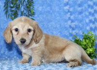Mini Dachshund