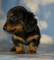 Mini Dachshund
