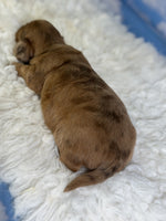 Mini Dachshund