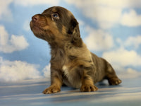 Mini Dachshund