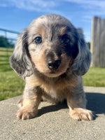 Mini Dachshund