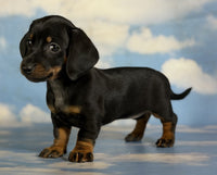 Mini Dachshund