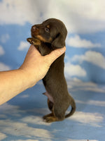 Mini Dachshund