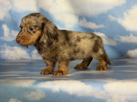 Mini Dachshund