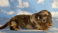 Mini Dachshund