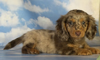 Mini Dachshund
