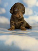 Mini Dachshund