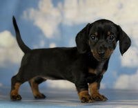Mini Dachshund