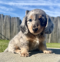 Mini Dachshund