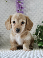 Mini Dachshund