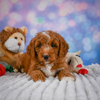 Mini Goldendoodle