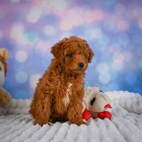 Mini Goldendoodle