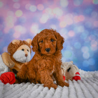 Mini Goldendoodle