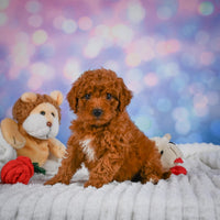 Mini Goldendoodle