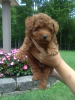 Mini Goldendoodle