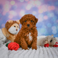 Mini Goldendoodle