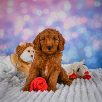 Mini Goldendoodle