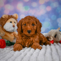 Mini Goldendoodle