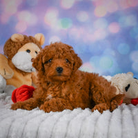 Mini Goldendoodle