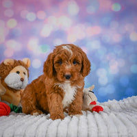 Mini Goldendoodle
