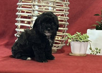  Mini Poodle