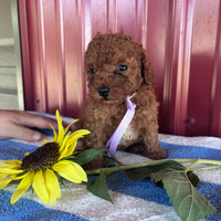 Mini Poodle