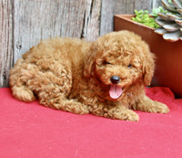 Mini Poodle