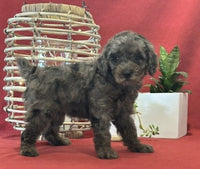  Mini Poodle