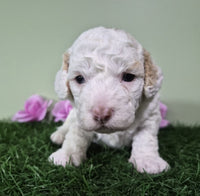 Mini Poodle