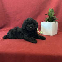  Mini Poodle