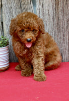Mini Poodle
