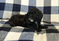  Mini Poodle
