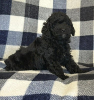  Mini Poodle