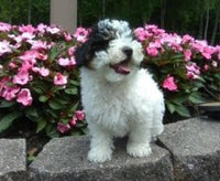 Mini Poodle