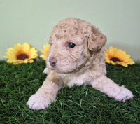 Mini Poodle