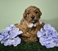 Mini Poodle