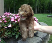 Mini Poodle