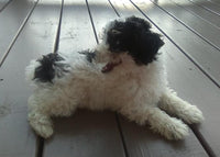 Mini Poodle