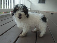 Mini Poodle