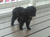 Mini Poodle