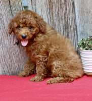 Mini Poodle